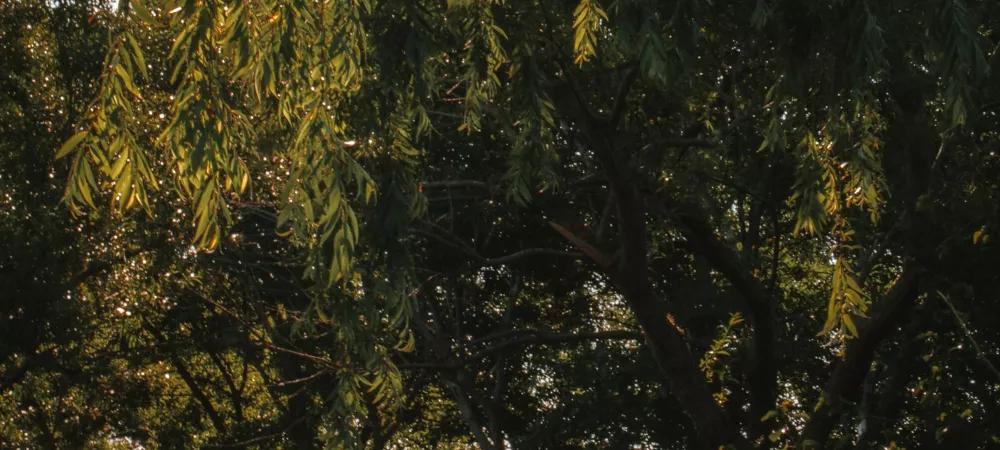 Caminando de espaldas